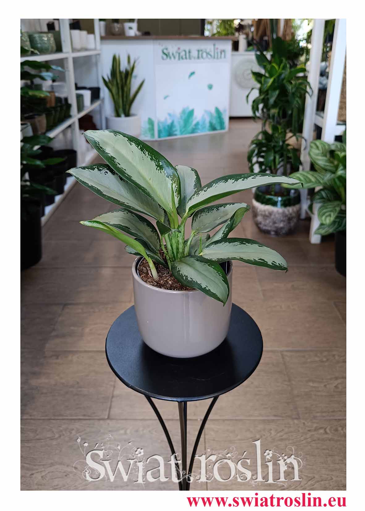 Aglaonema Silver Blue do biura do hotelu do firmy na recepcje do salonu do kawiarni do restauracji do gabinetu z dostawą w całej Polsce